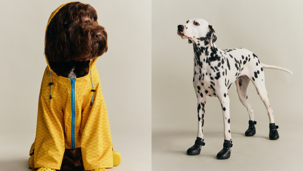 33 Genuinely Useful Gifts for Dog Lovers That Go Beyond Basic Toys and Treats