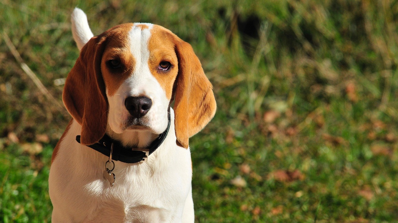 From Sensitive Stomachs to Lab-Fermented Protein: How Smarter Pet Food Is Changing What We Put in the Bowl