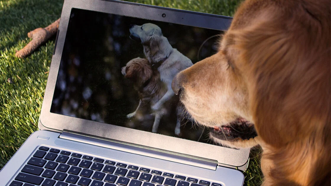 Watching Adult Content Online? How to Actually Protect Your Privacy When You Hit Play