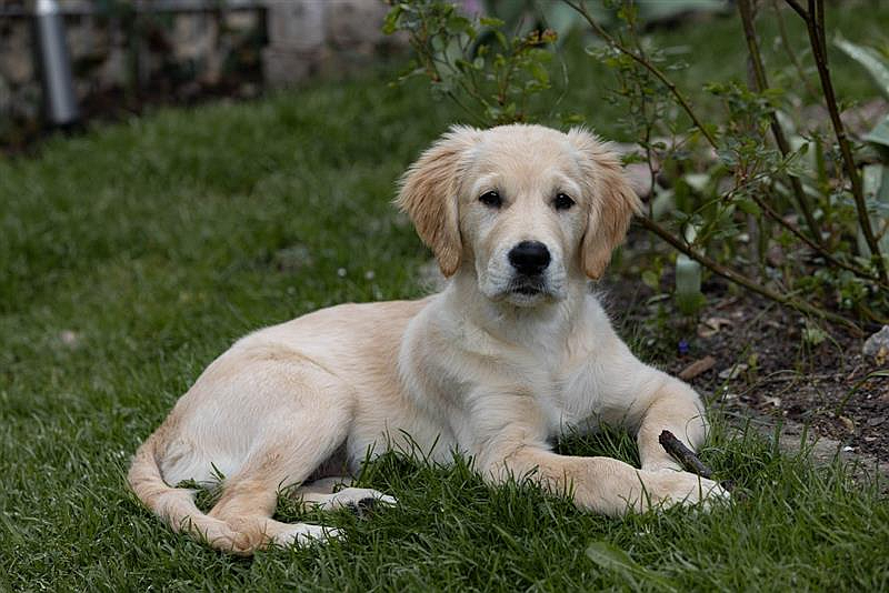 Tick Season Is Here: How to Keep Your Dog Safe From Lyme and Other Bite-Borne Diseases
