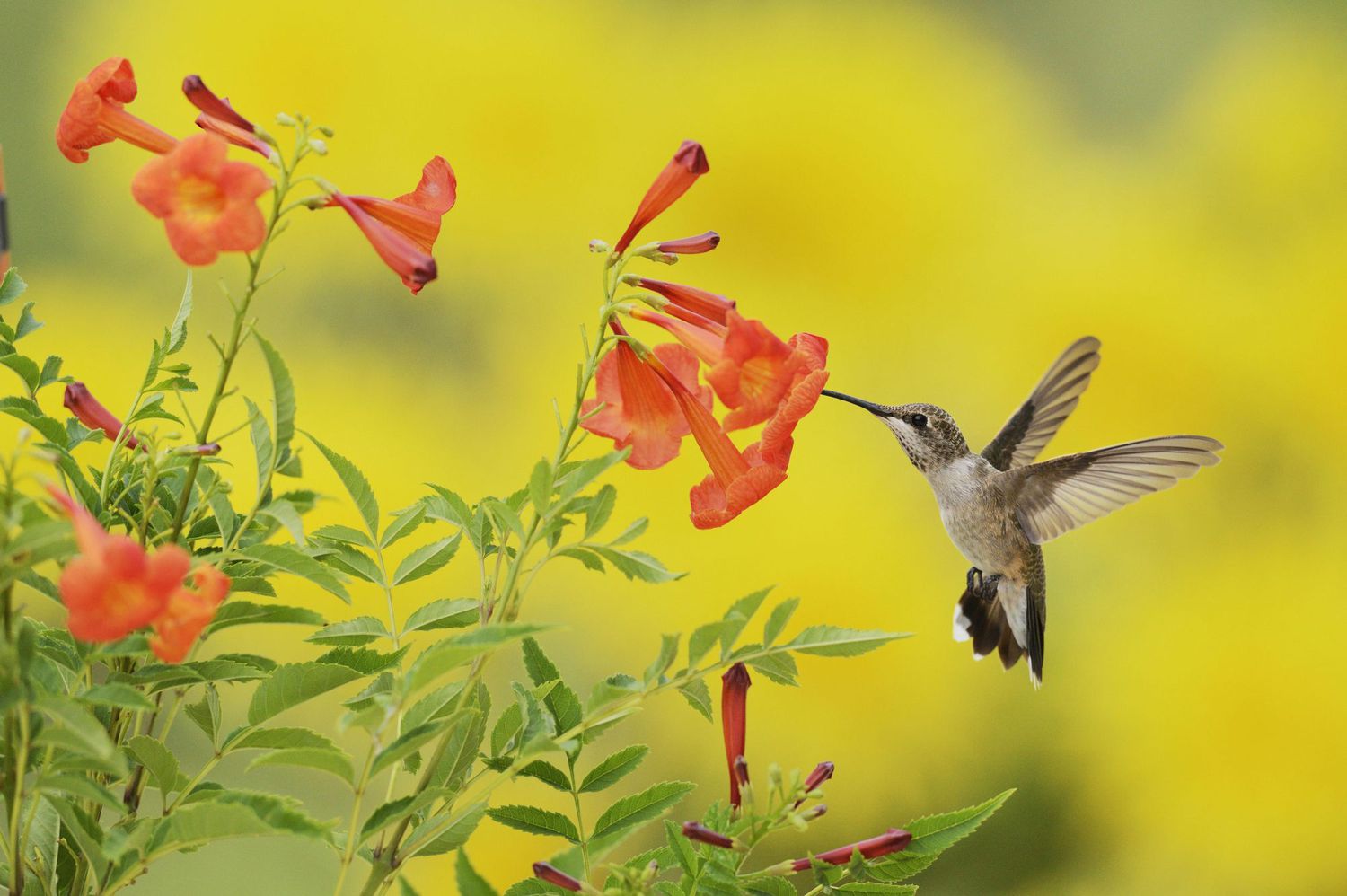 Invite Hummingbirds and Butterflies Into Your Sunroom Garden With Wildlife-Friendly Planters