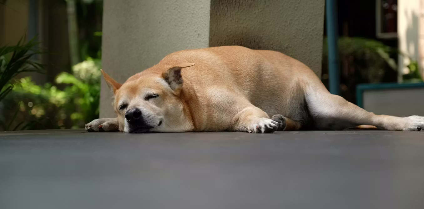 Your Pet’s ‘Cute Chonk’ Could Be Serious: Why Vets Say Simply Feeding Less Isn’t Enough