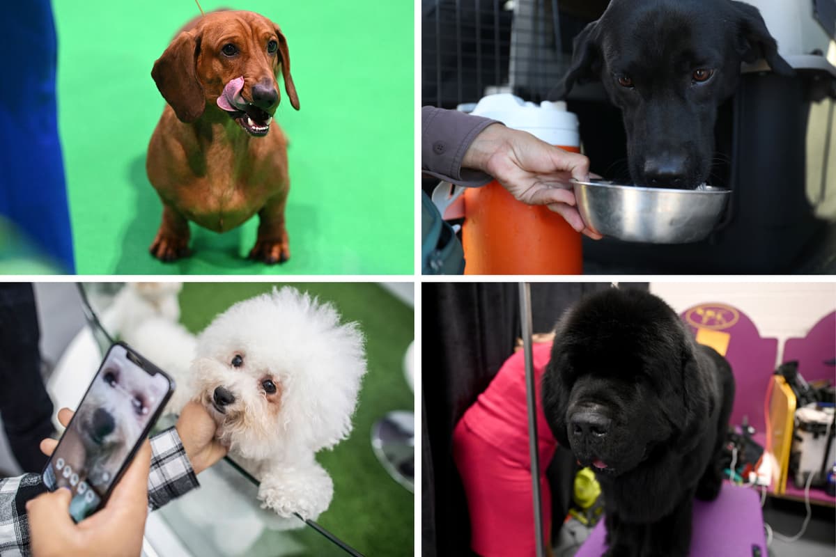 Got Cats or Kids? These Gentle Dog Breeds Are Surprisingly Easy to Live With