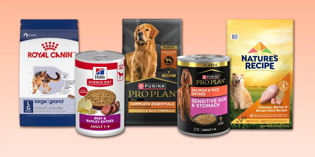 I Tried Fresh Dog Food Delivery: Why This Budget-Friendly Brand Won Over Both Me and My Pup