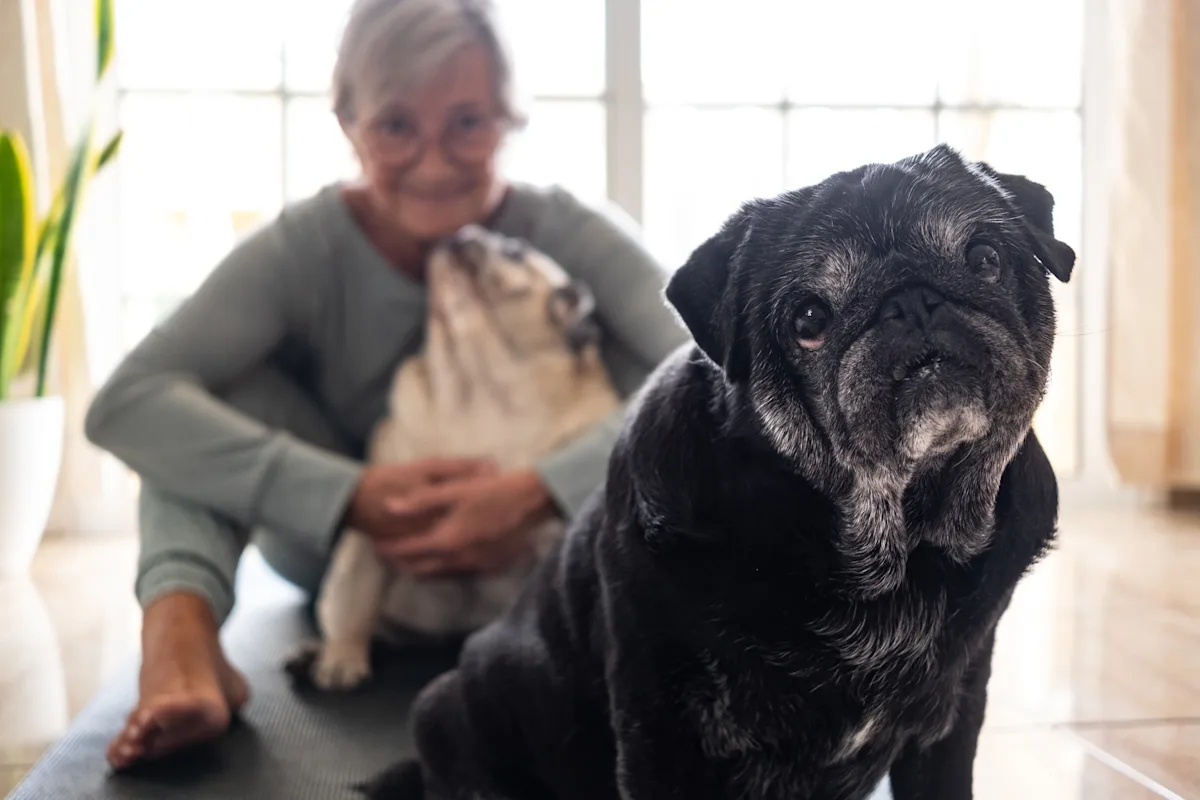 Apartment Life With a Dog: How to Keep Your Pup Happy When You Don’t Have a Yard