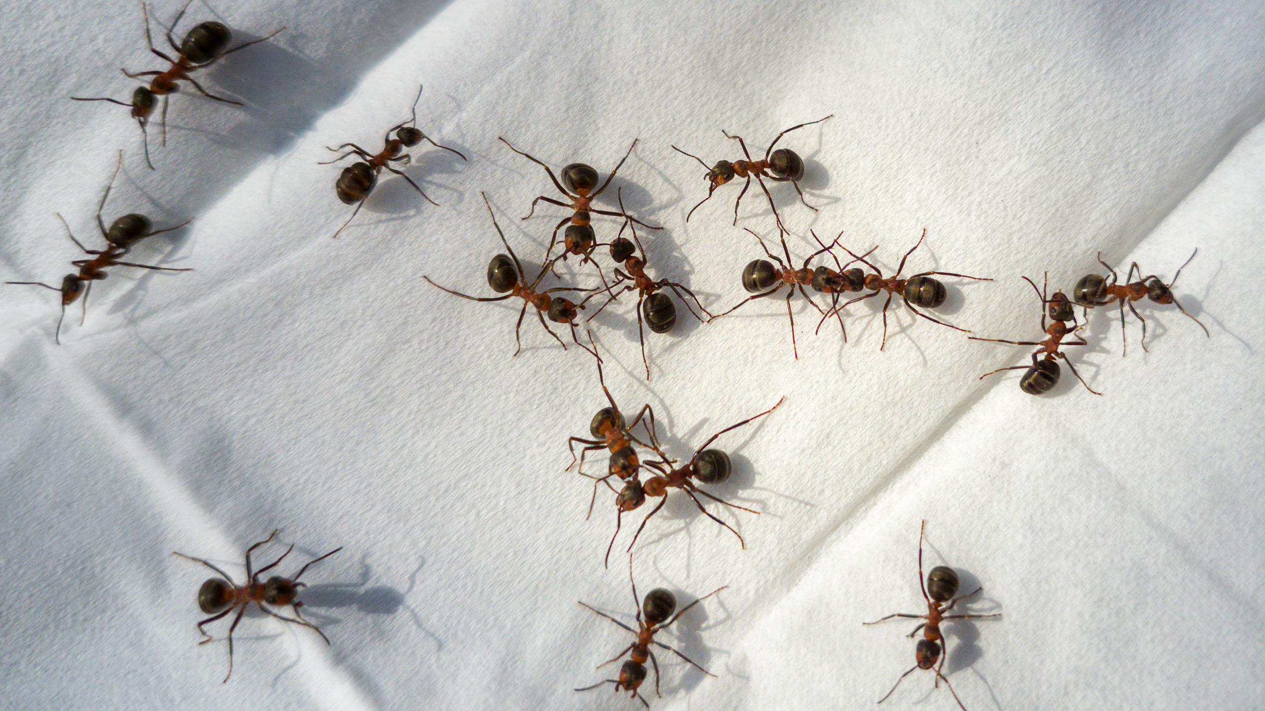 Keep Ants Out Without Harsh Sprays: 5 Scents That Help Protect Your Home