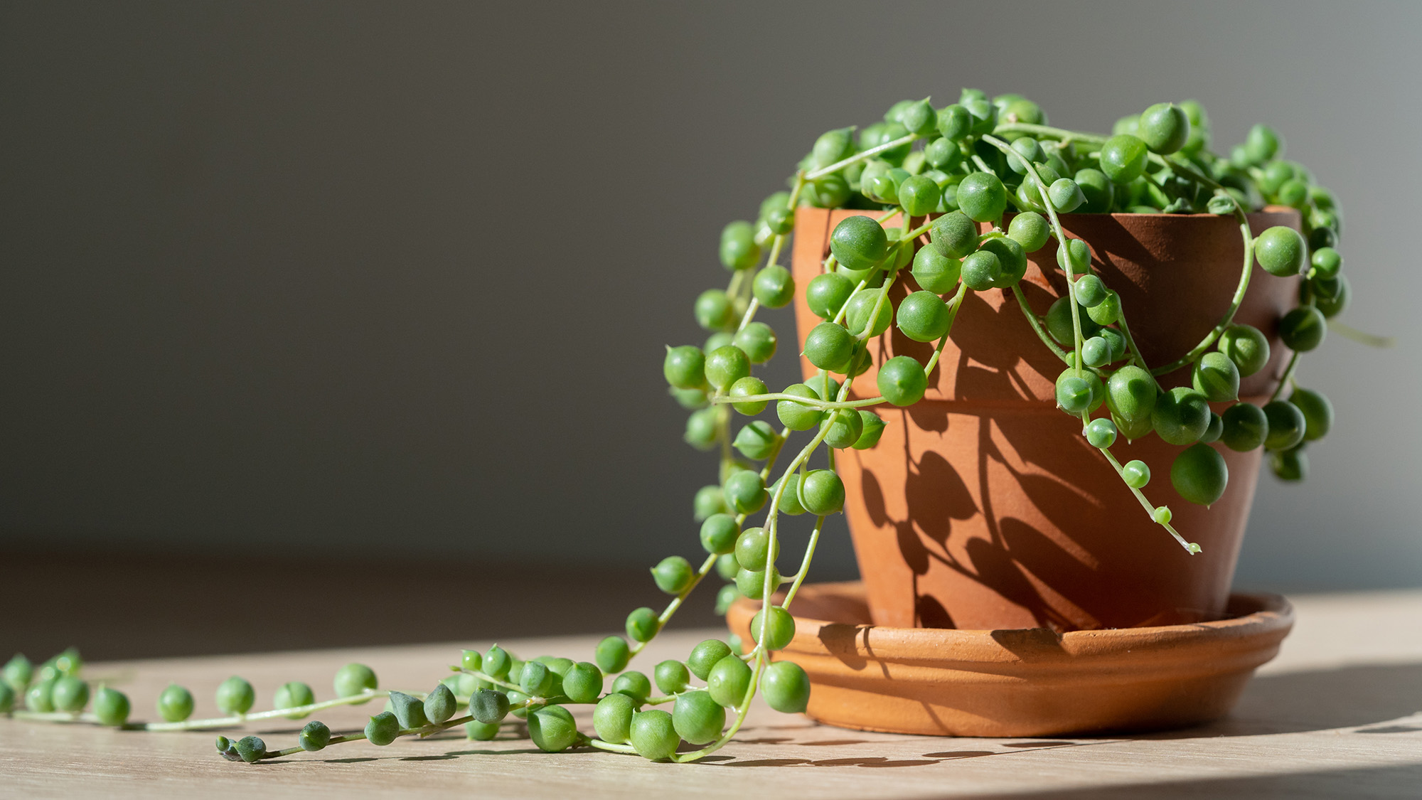 Spring Reset for Your Indoor Jungle: 5 Care Tweaks That Also Refresh Your Decor