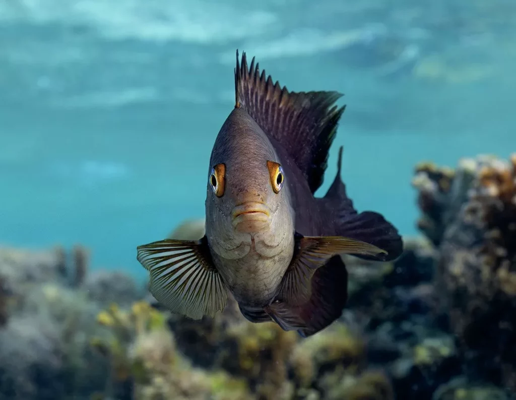 Plan a Spring Photo Dive Trip: Under-the-Radar Spots and Beginner-Friendly Camera Tips