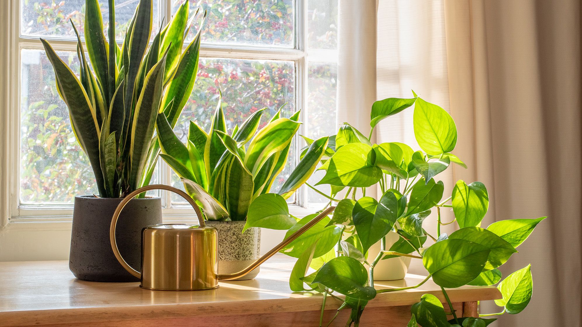 Spring Reset for Your Indoor Jungle: 5 Care Tweaks That Also Refresh Your Decor