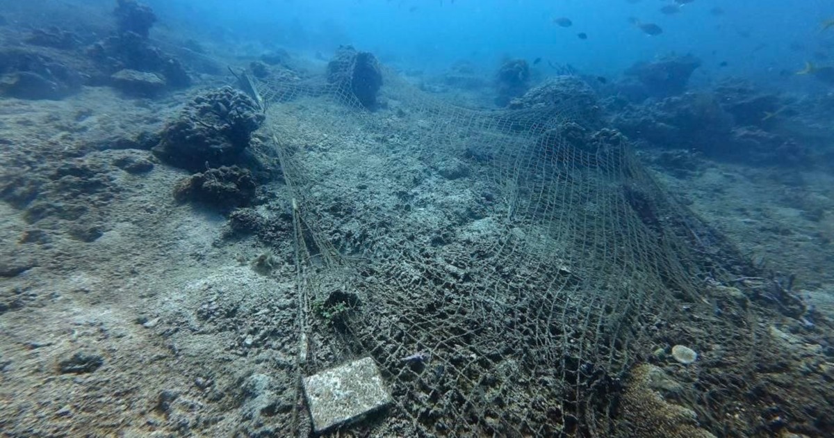 From Smartphone Housings to Reef Playlists: How Everyday Divers Are Turning Tech Into Ocean Advocacy