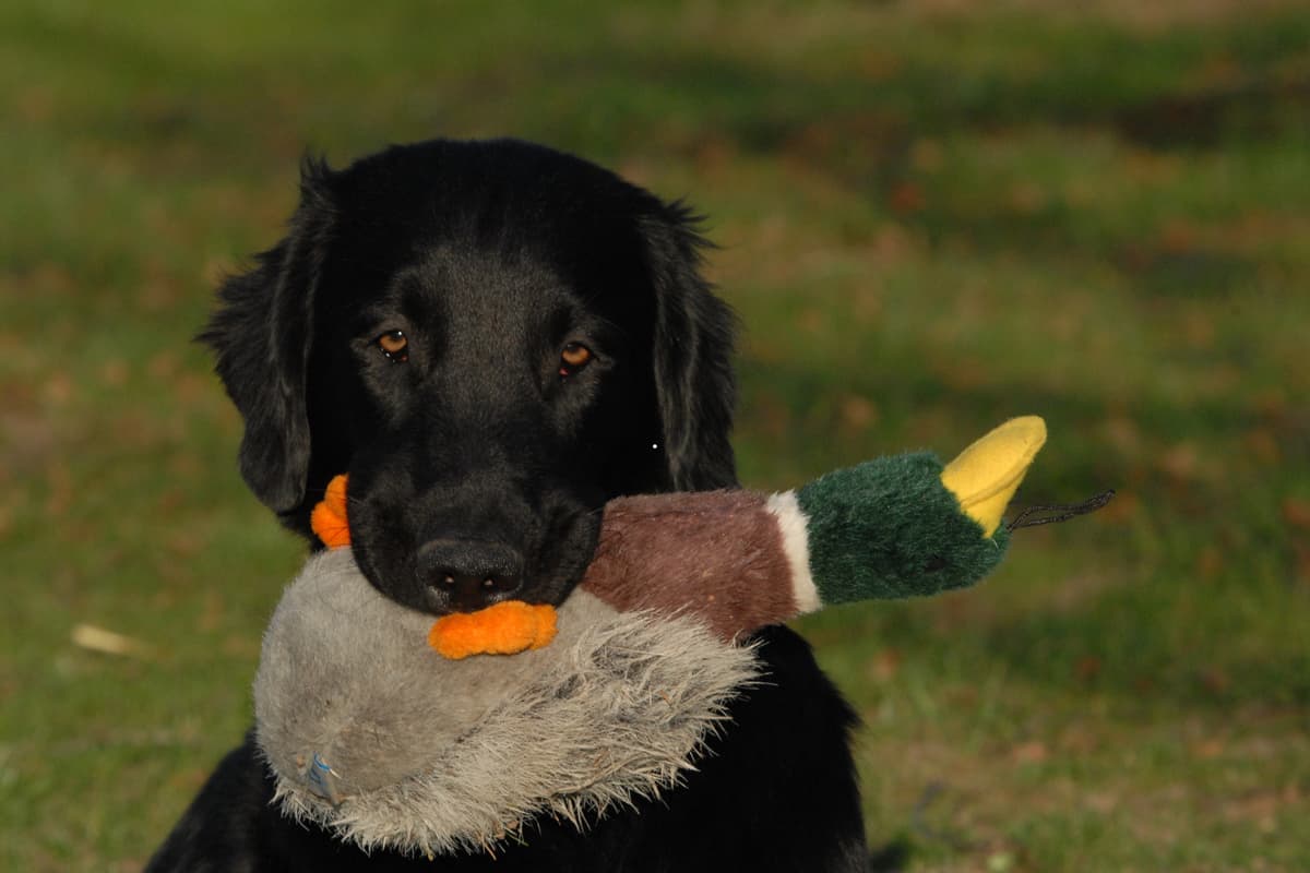 Got Cats or Kids? These Gentle Dog Breeds Are Surprisingly Easy to Live With