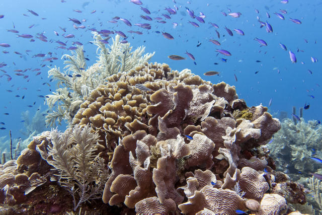 Plan a Spring Photo Dive Trip: Under-the-Radar Spots and Beginner-Friendly Camera Tips