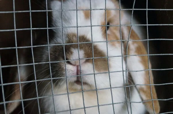 ‘Just a Cute Bunny’ Videos Hide the Truth: Why Rabbits Aren’t Easy Starter Pets