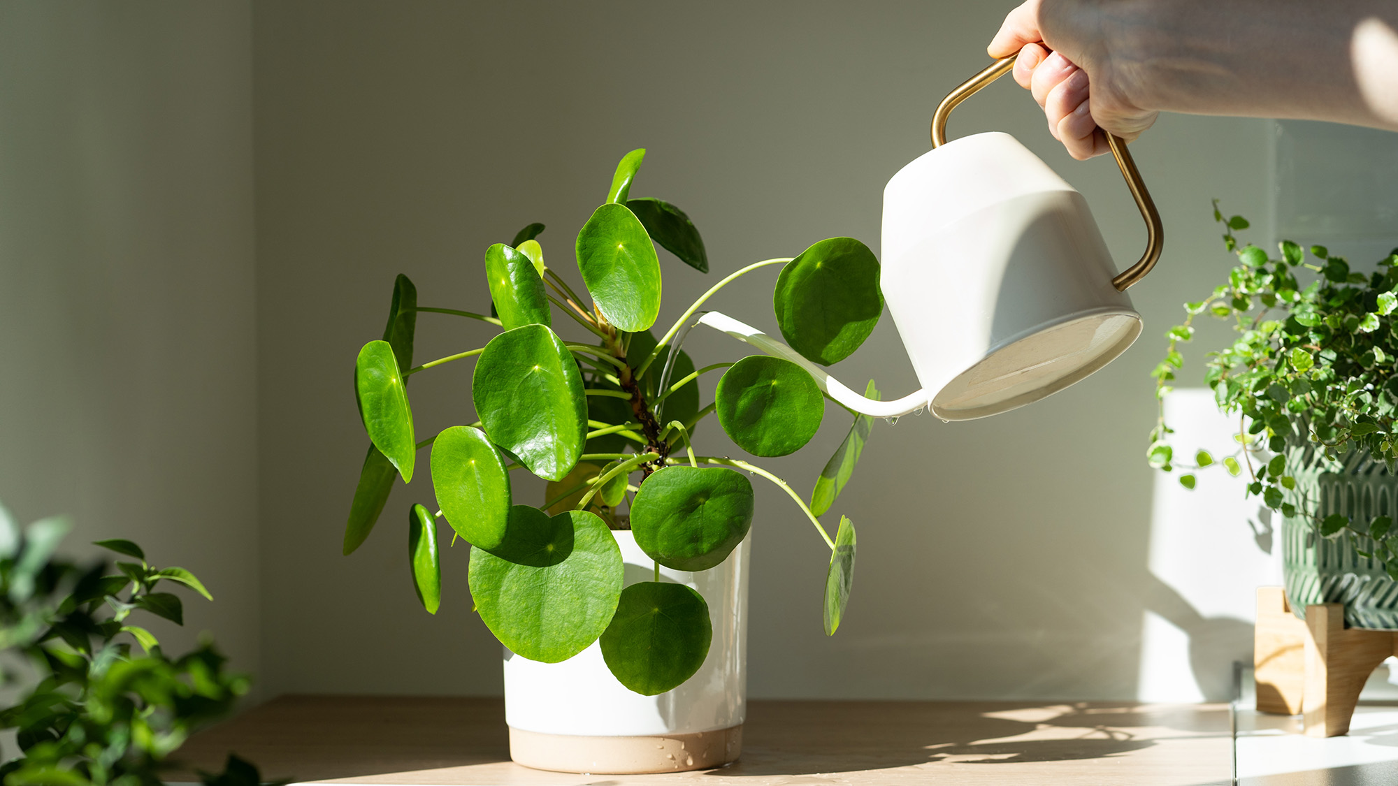 Spring Reset for Your Indoor Jungle: 5 Care Tweaks That Also Refresh Your Decor