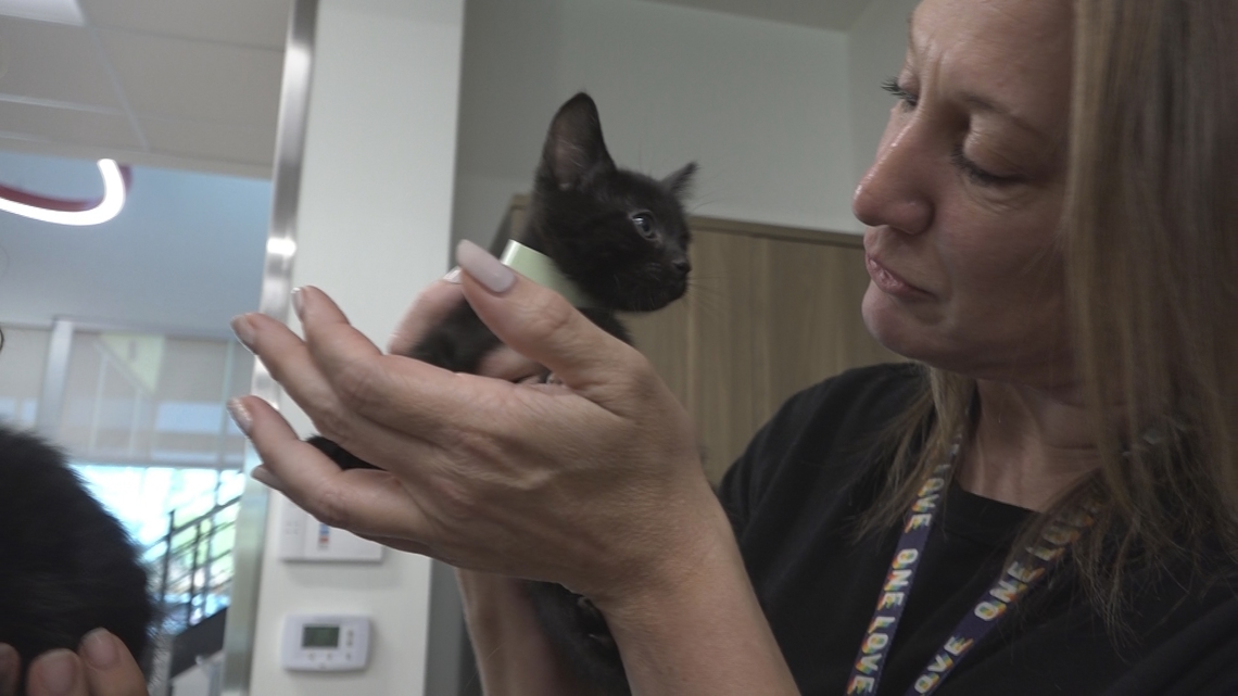 Adopt or Shop Your Next Pet? How Shelter Fees, Health Costs and DNA Surprises Really Stack Up