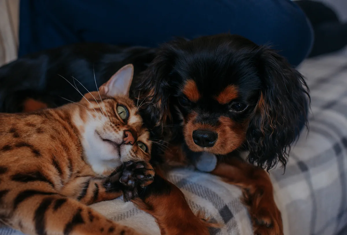 Got Cats or Kids? These Gentle Dog Breeds Are Surprisingly Easy to Live With