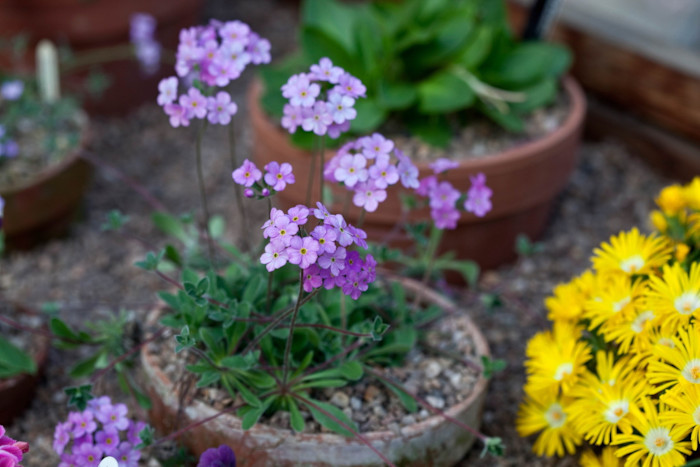No Yard, No Problem: Grow Potatoes in a Sunroom Using Just an Old Compost Sack
