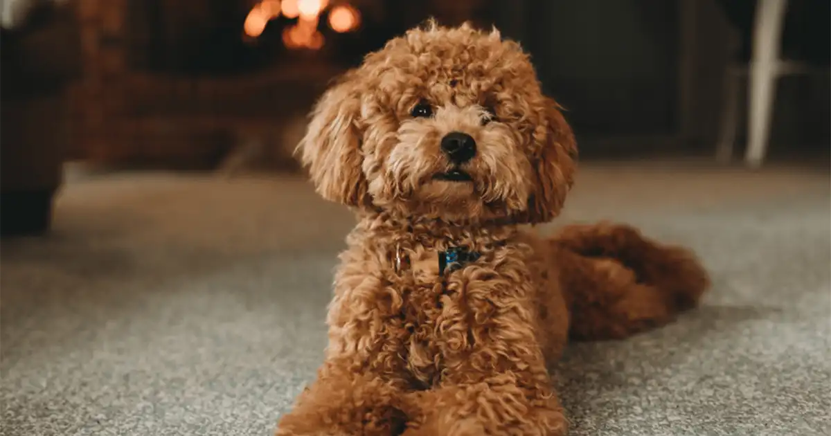 Tired of Fur on Everything? Dog Vacuum Brush Attachments That Actually Work