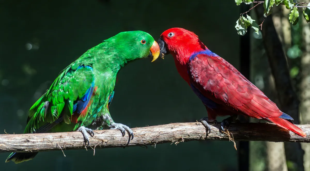 Why Eclectus Parrots Flip the Usual Script on Male and Female Looks