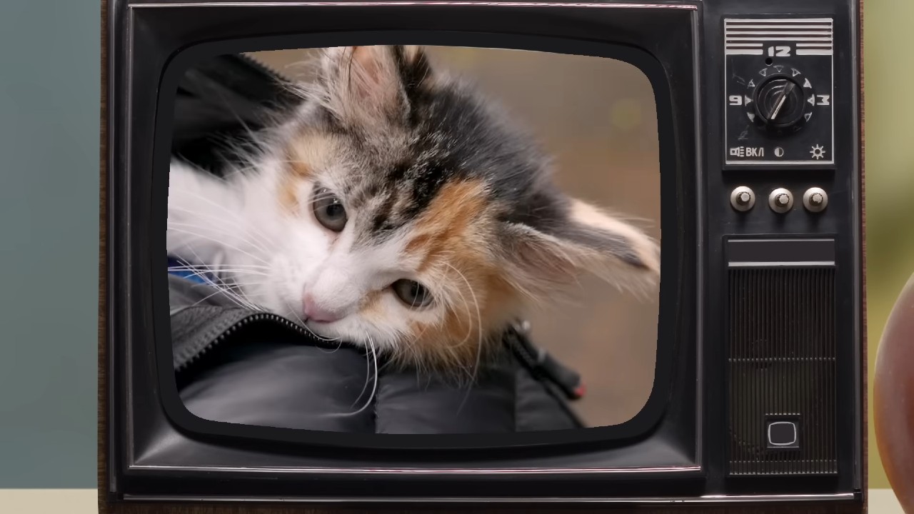 How ‘Baby Kittens Without Mommies’ Turned Into TikTok’s Favorite Meltdown Soundtrack
