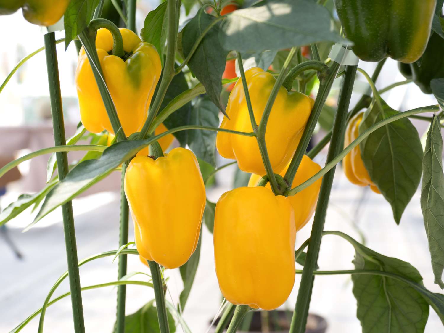Turn Your Sunroom Into a Mini Salsa Garden: Peppers, Tomatoes, and Herbs in Containers