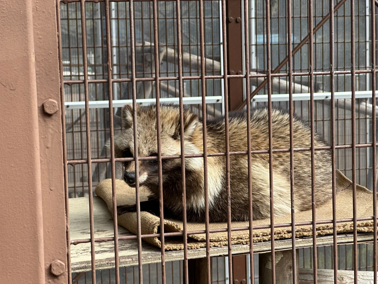 Fur-Free Runways: What New York’s 2026 Ban Signals for the Future of Luxury Fashion