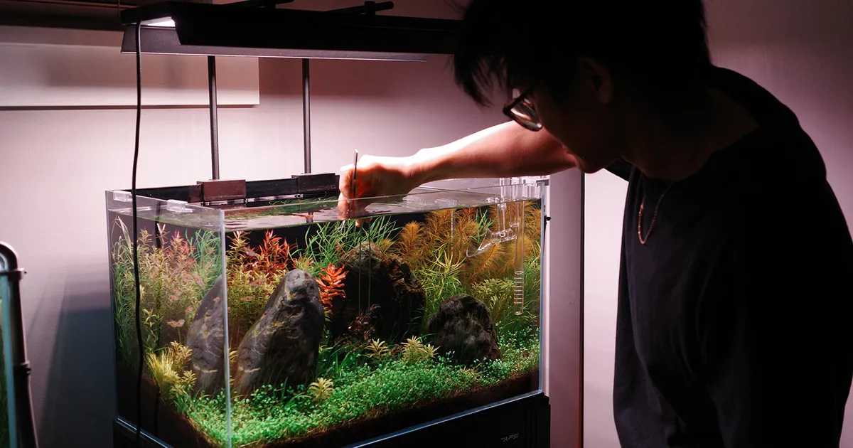Planted Aquariums Are the New Houseplants: How to Turn a Tank Into Living Decor