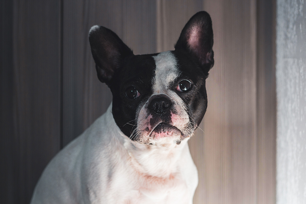 Frenchton Dogs Explained: Pros, Cons, and Care Tips for This French Bulldog–Boston Terrier Mix