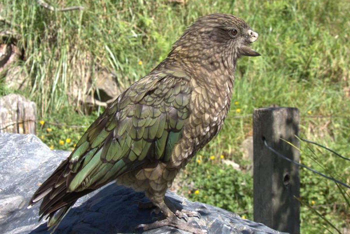 This Beakless Parrot Became an Alpha Male: What Bruce the Kea Reveals About Parrot Intelligence
