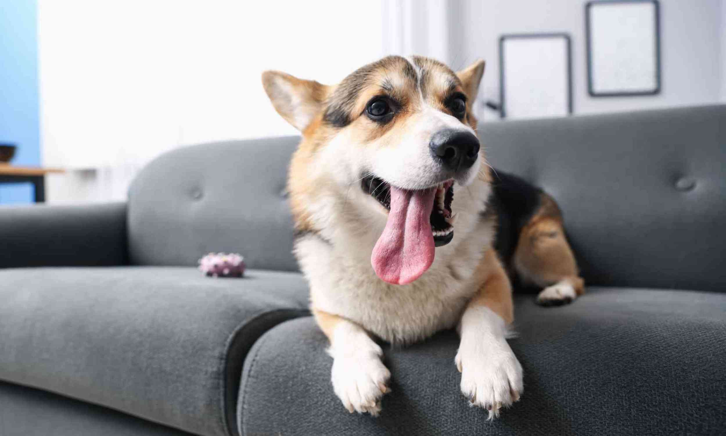 When Your Puppy Freaks Out as You Come and Go: Earliest Signs of Separation Anxiety