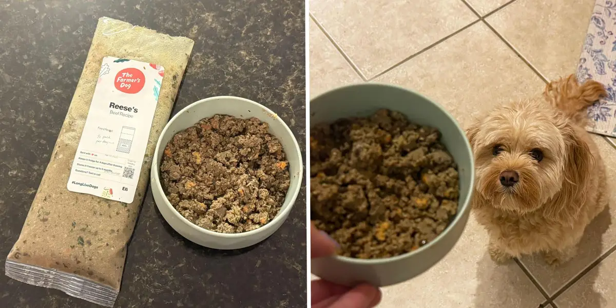 I Tried Fresh Dog Food Delivery: Why This Budget-Friendly Brand Won Over Both Me and My Pup