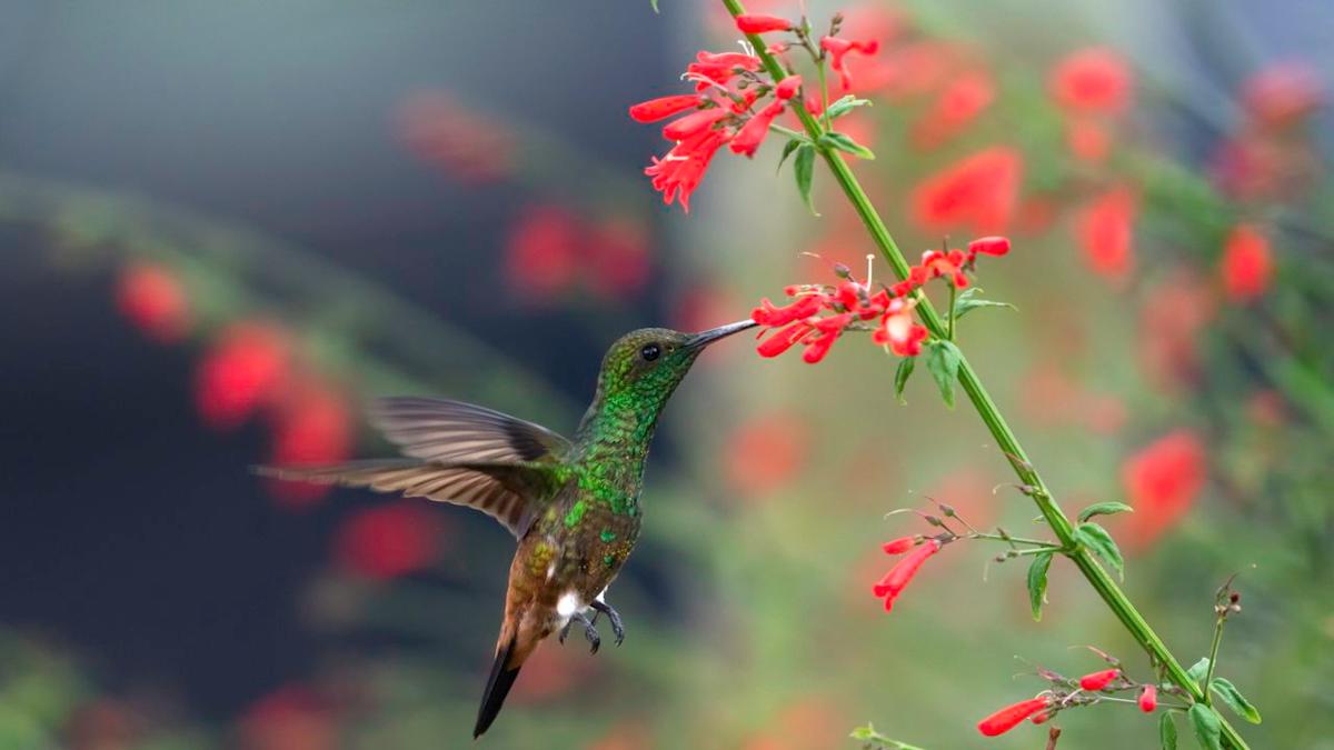 Invite Hummingbirds and Butterflies Into Your Sunroom Garden With Wildlife-Friendly Planters