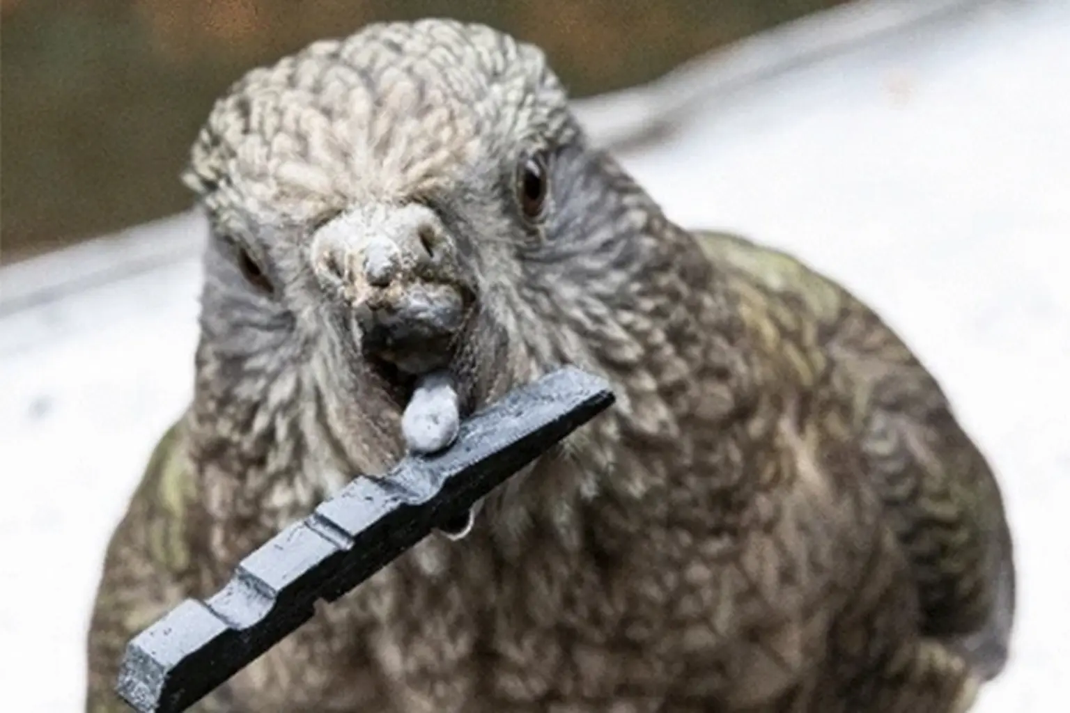 This Beakless Parrot Became an Alpha Male: What Bruce the Kea Reveals About Parrot Intelligence