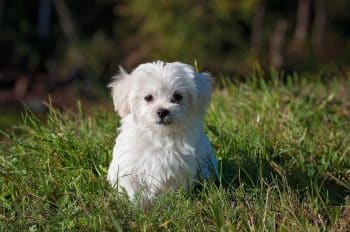 15 Allergy‑Friendly Foods Maltese Owners Swear By (And How to Tell If They’re Right for Your Dog)
