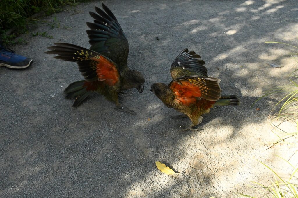 This Beakless Parrot Became an Alpha Male: What Bruce the Kea Reveals About Parrot Intelligence