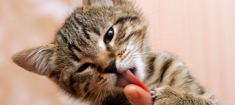 Why Your Cat Won’t Stop Licking You: Weird Science Behind a Surprisingly Sweet Habit