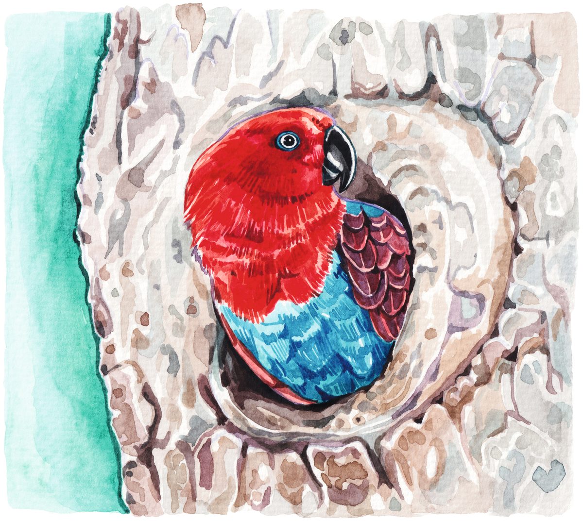 Why Eclectus Parrots Flip the Usual Script on Male and Female Looks