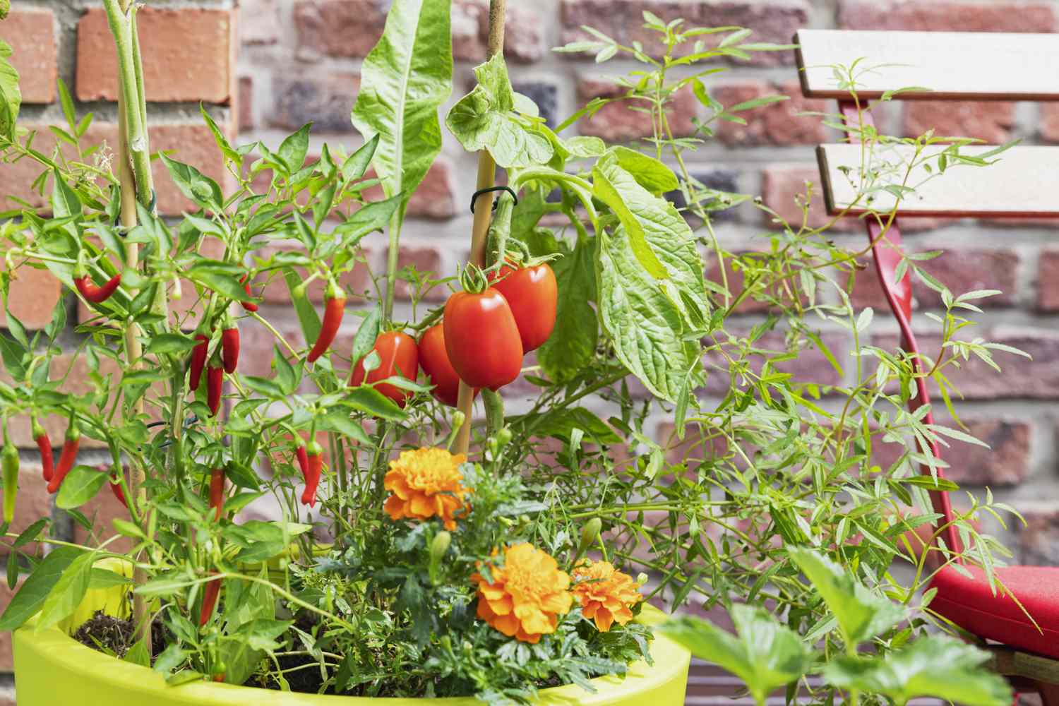Turn Your Sunroom Into a Mini Salsa Garden: Peppers, Tomatoes, and Herbs in Containers