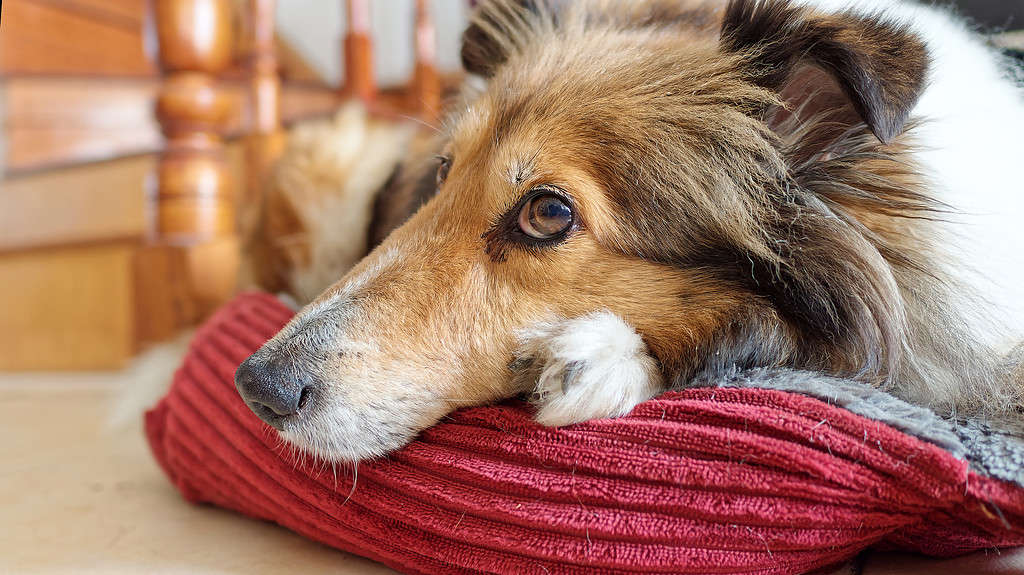 Just Brought Home a Rescue Dog? How to Nail the First 30 Days So They Actually Settle In