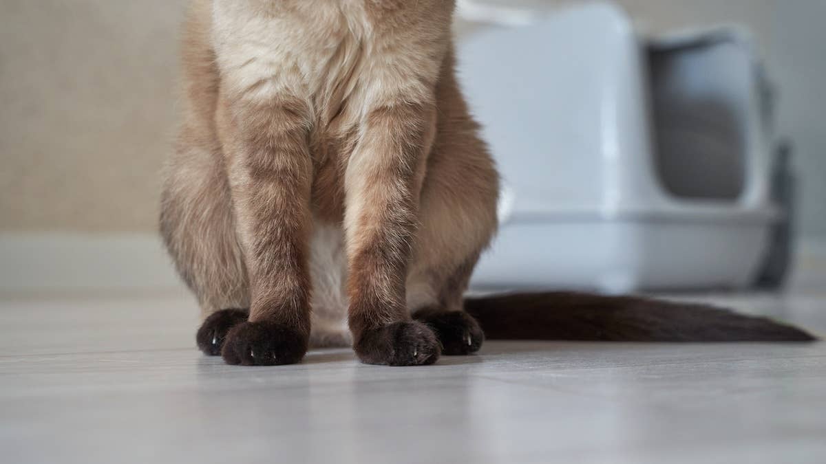 From One-Eared Rescue to Surprise Proposal: The Delightfully Weird Ways Cats Change Our Lives