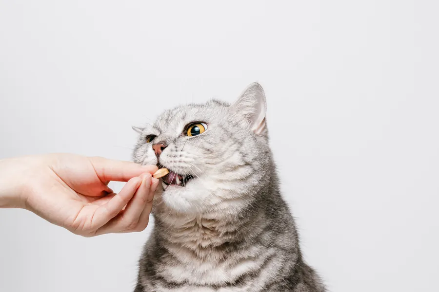 Mushrooms in Your Pet’s Bowl: How New Gut-Health Powders Are Changing Pet Food
