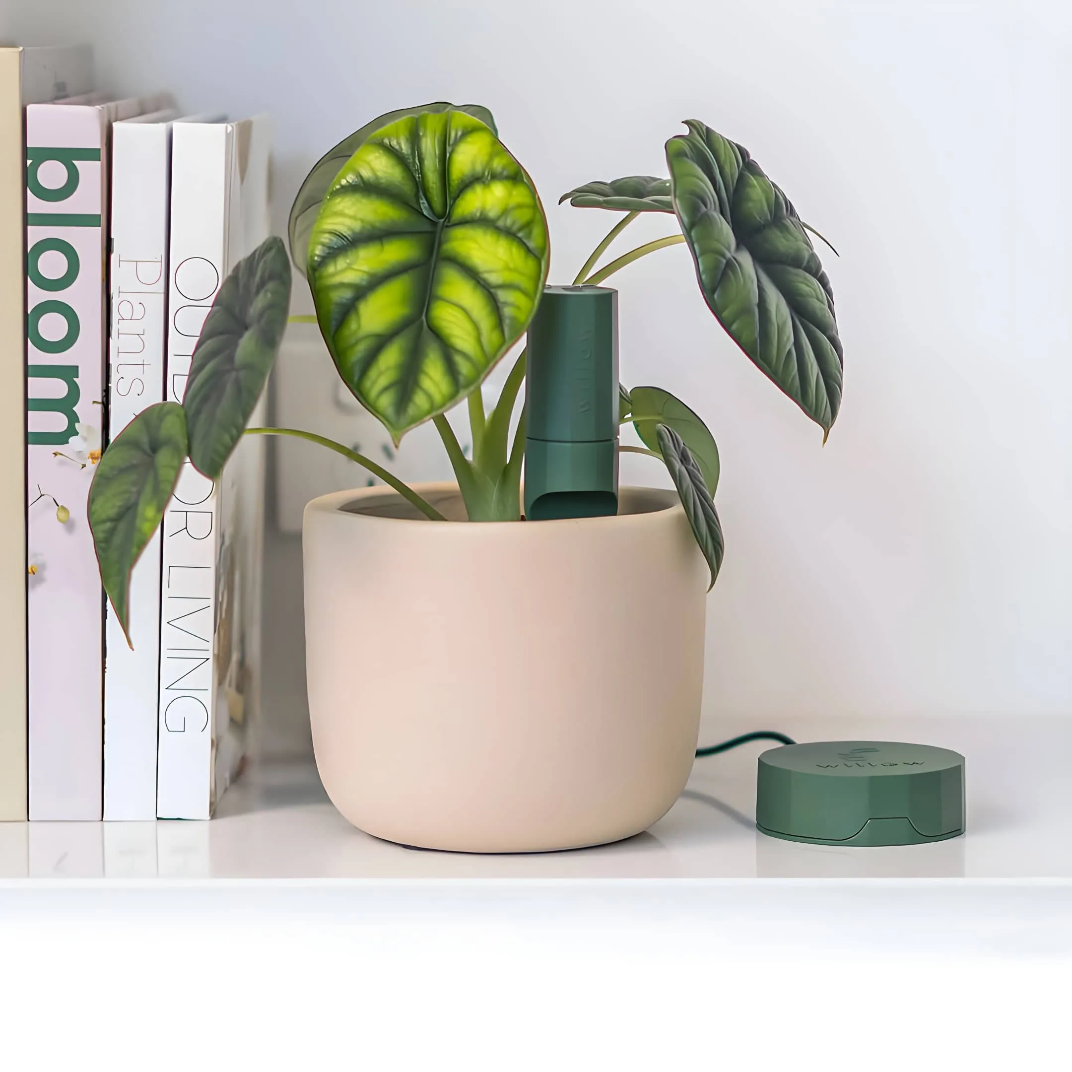 This £35 Smart Sensor Could Finally Stop You Killing Your Houseplants