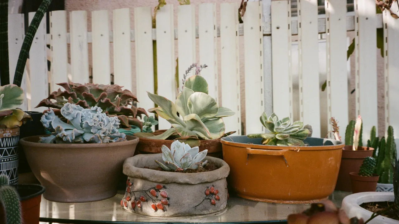 This £35 Smart Sensor Could Finally Stop You Killing Your Houseplants