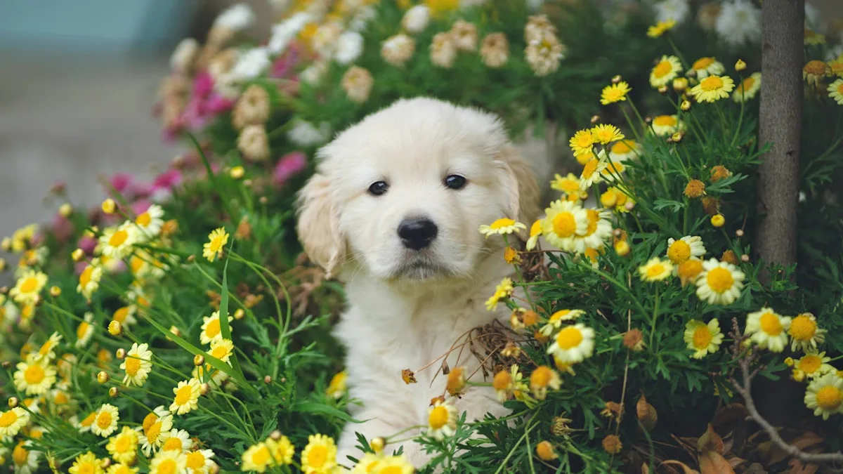 From ‘Wookie’ to Well‑Groomed: What Anxious Dogs Really Need From the Groomer