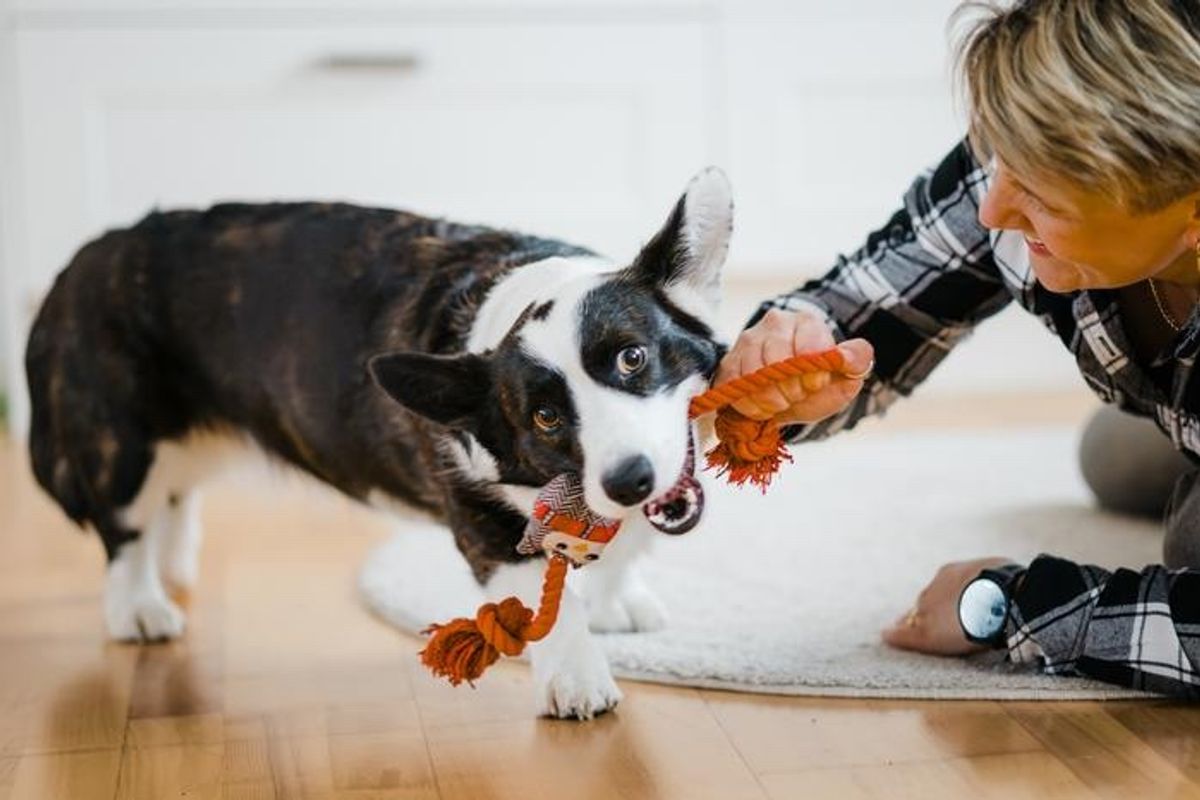 Apartment Life With a Dog: How to Keep Your Pup Happy When You Don’t Have a Yard