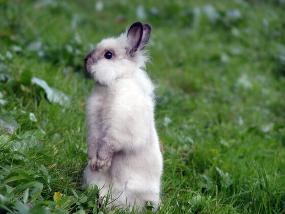 ‘Just a Cute Bunny’ Videos Hide the Truth: Why Rabbits Aren’t Easy Starter Pets