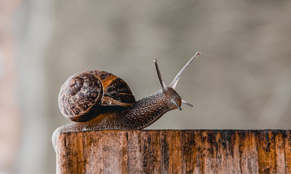 Is Capital One Shopping Making Your Gmail Crawl? How to Fix Slow Chrome Without Losing Savings