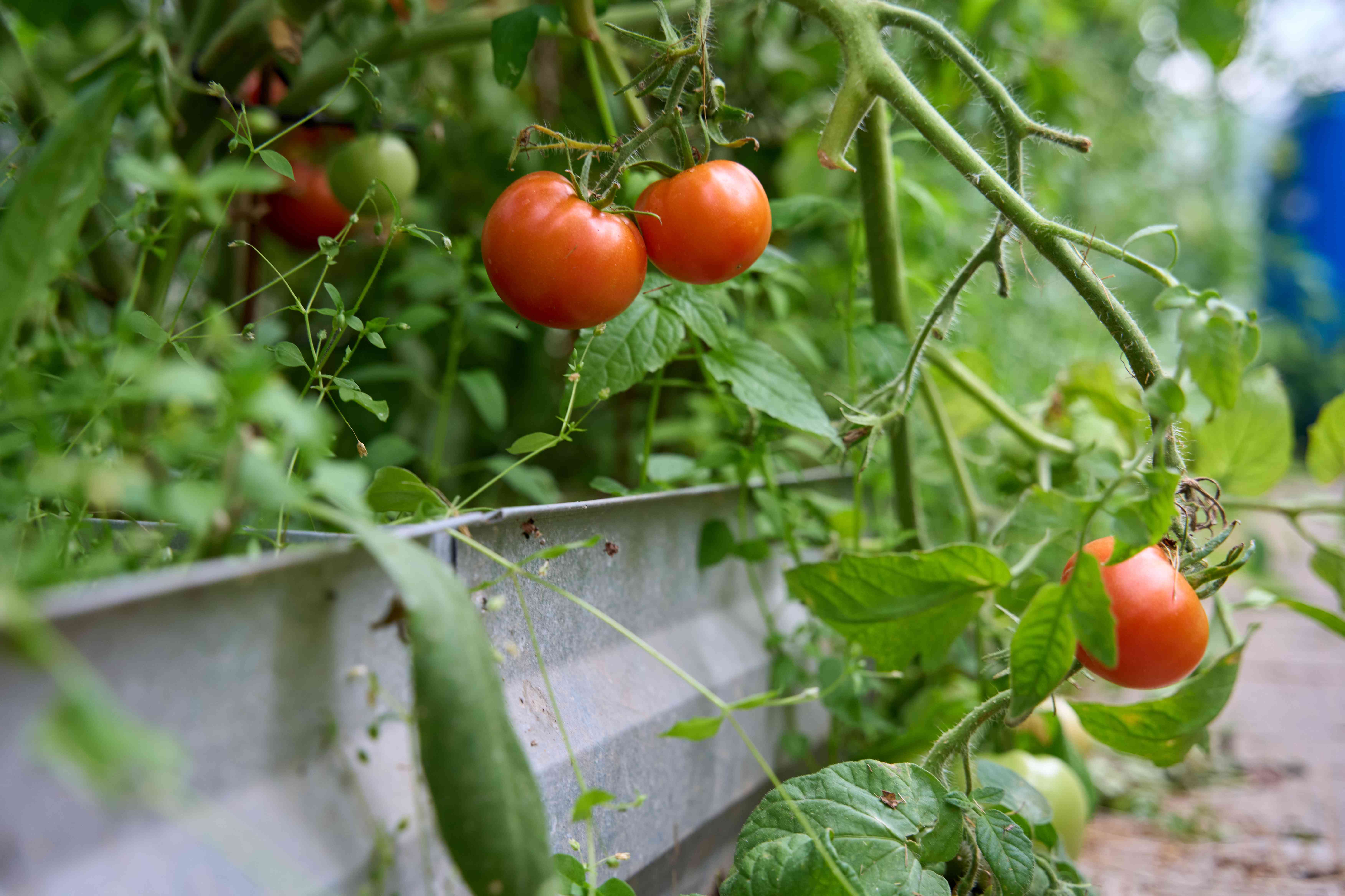 Turn Your Sunroom Into a Mini Salsa Garden: Peppers, Tomatoes, and Herbs in Containers