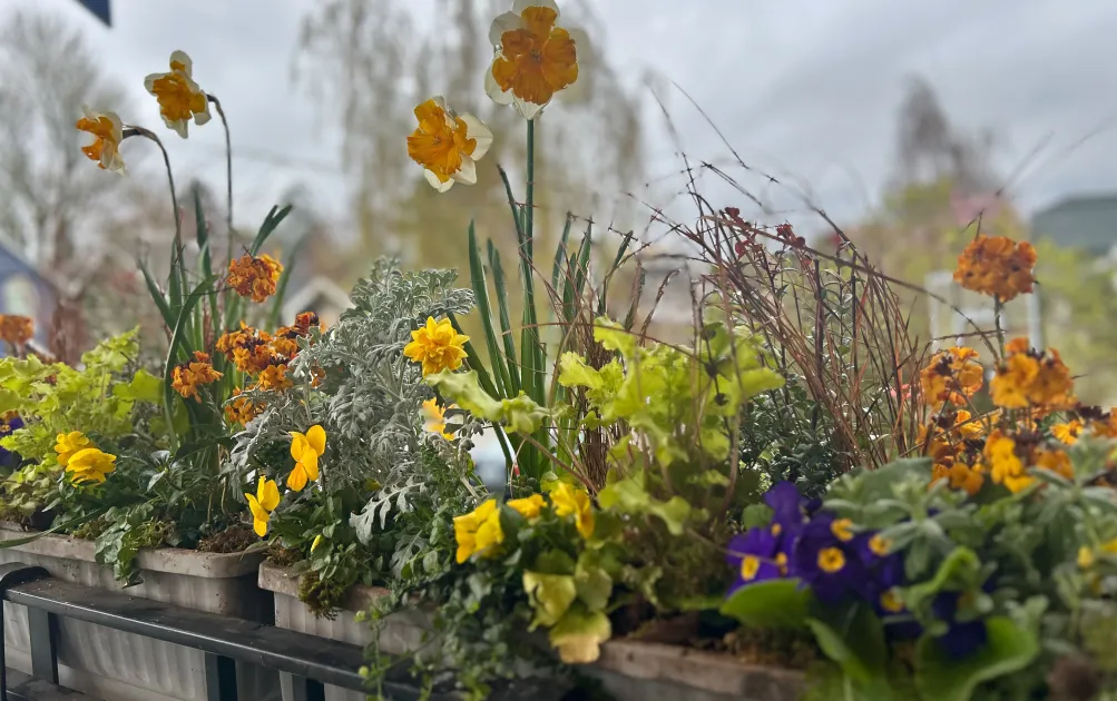 Invite Hummingbirds and Butterflies Into Your Sunroom Garden With Wildlife-Friendly Planters