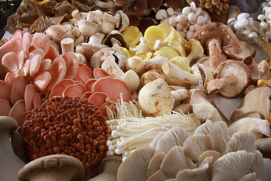 Mushrooms in Your Pet’s Bowl: How New Gut-Health Powders Are Changing Pet Food